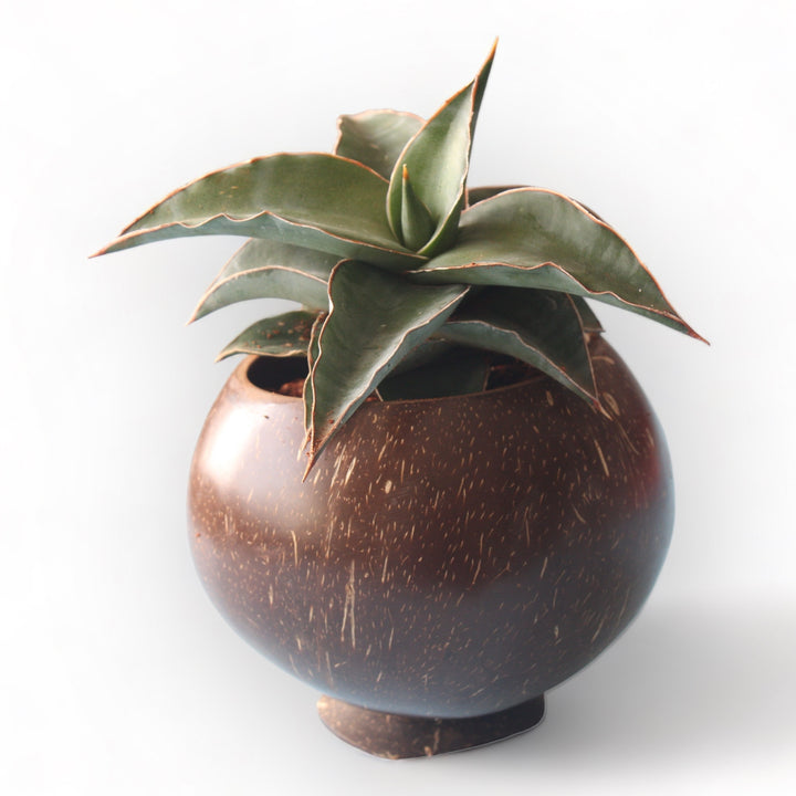 2-Set Planting Pot With Base