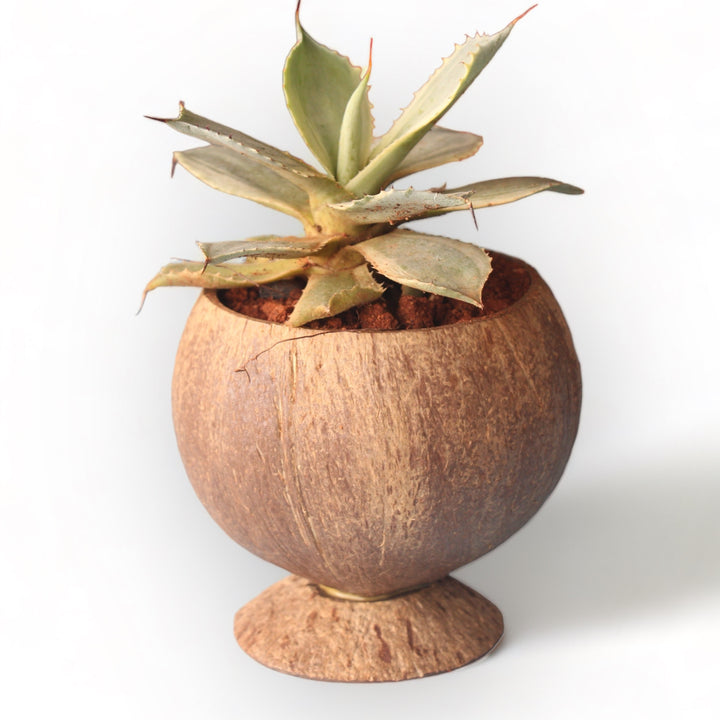 2-Set Planting Pot With Base